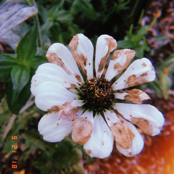 Meet the Posher Other - Meet your Posher, Courtney